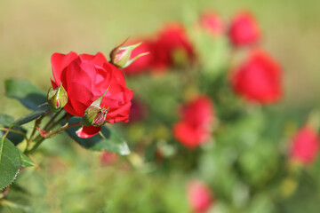 Obraz na płótnie Canvas Red roses in the garden, blurred background