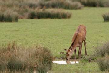 Cerf, Cervus elaphus