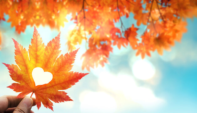 Fall and Autumn Season Concept, Closeup of Hand holding a Maple Leaf cut out as Heart in Sunny Day. Low Angle shot with Maple Tree and Sky