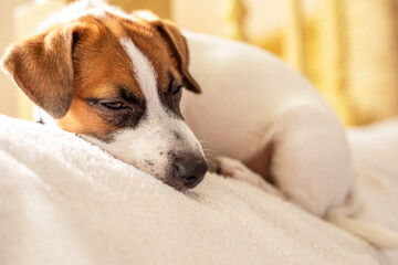 cute jack russell terrier puppy sleeping on a white pillow at home waiting for the owner, horizontal