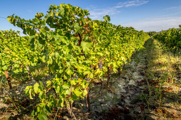 Vineyards of the Rhone Valley, France