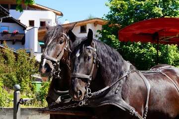 two cute black horses harnessed into a yellow carriage in Seefeld in Austria