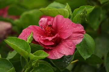 pink hibiscus flower
