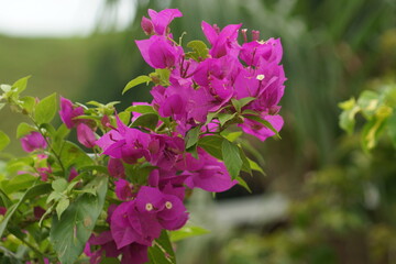 flowers in the garden