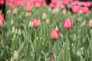 field of tulips