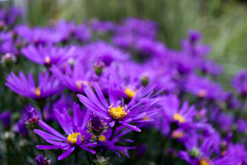 beautiful violet flowers of blue asters in Botanic Garden close up macro view