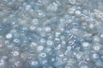 Large jellyfish and small jellyfish among flocks of blue jellyfish and blue jellyfish