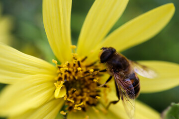 bee on yellow aster flower close up macro view