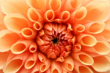 Zelfklevend Fotobehang mooie oranje dahliabloem in de botanische tuin close-up © Sergei Timofeev