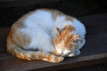 A white cat with red spots, curled up with a glomerulus, sleeps on a wooden step painted with brown paint