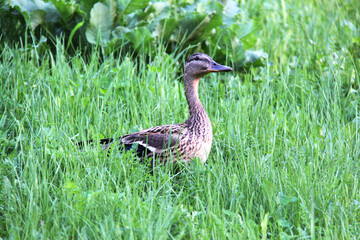 duck in the grass