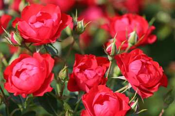 Red roses in the garden, blurred background