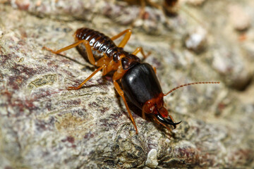 Close up Macro soldier termite bug in nature