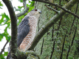 Hawk in Tree: A Copper's hawk perched in a tree looks up with red eyes on the hunt
