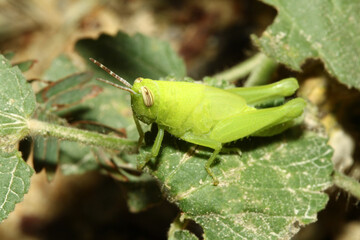 Close up green grasshopper is beautiful bug animal on leaf