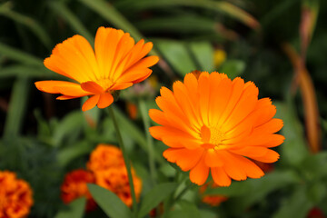 orange calendula flower in the garden wallpaper