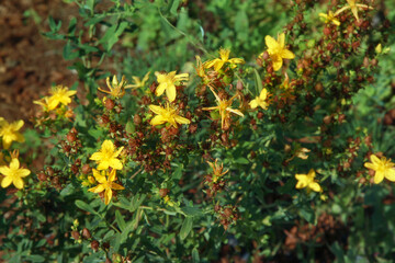 Hypericum perforatum flowers,  Saint John`s wort in the garden on a summer day - obrazy, fototapety, plakaty
