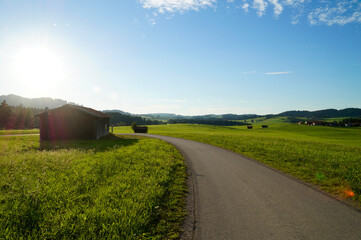succulent green meadows of Allgau region in Bavaria with the Alps in the background (Germany)	
