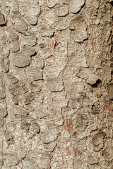 Bark of a spruce tree (Picea). Focus in the middle.
