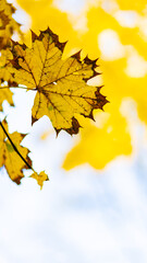 Yellowed leaves in the autumn park. Beautiful maple leaves in the fall season. Autumn concept. Copy space