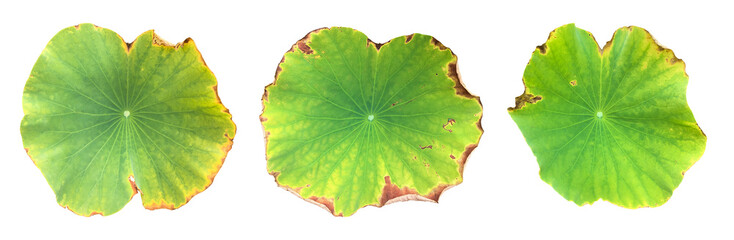 Fototapeta na wymiar Isolated rotten or old waterlily or lotus leaf with clipping paths.