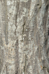 Grey bark of a European hornbeam tree (Carpinus betulus). Focus in the middle.