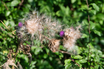 Nahaufnahme einer Distel