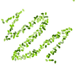 Green Leaves Swirl Vector Background. Abstract