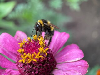 bumblebee on a flower