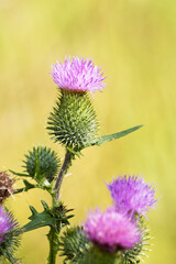 A close-up of a beautiful Spear thistle, Cirsium vulgare blooming during a warm summer day in Estonia, Northern Europe. 