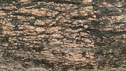 bark of tree