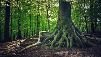 Majestic roots of nature