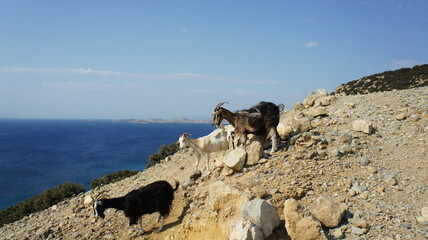 goat on cliffs  in island  Cyclades Koufonisia August 2021 Aegean Mediterranean