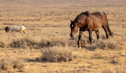 Wild Mustangs at McCullough peak Wild horse Management Area