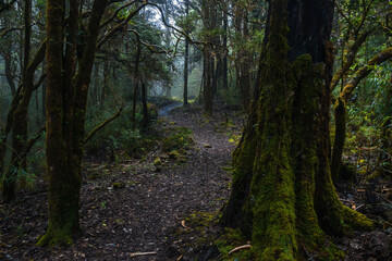 Fototapeta premium beautiful trail wet from the rain and full of leaves trees in the middle of the tropical cloud forest of Costa Rica