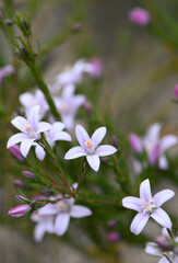 Fototapeta na wymiar Pale purple flowers and striped buds of Philotheca salsolifolia, family Rutaceae, growing in regenerating Sydney heath following a bushfire. Endemic to NSW and ACT. Winter to spring flowering