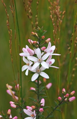 Obraz premium White flowers and pink buds of the Australian native Box Leaf Waxflower, Philotheca buxifolia, family Rutaceae, growing among rushes in heath, Sydney, NSW, Australia. Winter to spring flowering