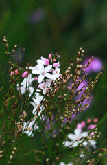 White flowers and pink buds of the Australian native Box Leaf Waxflower, Philotheca buxifolia, family Rutaceae, growing among rushes in heath, Sydney, NSW, Australia. Winter to spring flowering