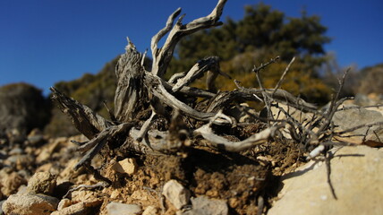 tree stump in the Greek island of koufonisi August 2021