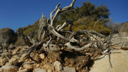 tree stump in the Greek island of koufonisi August 2021