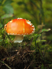 Fliegenpilz am Waldboden