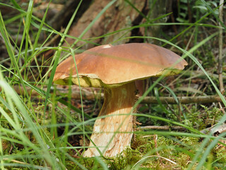 grosser brauner Pilz am Waldboden