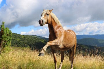 Obraz na płótnie Canvas the horse keeps the leg extended forward, training the horse to use his body,