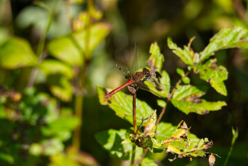 Male Spotted Darter (Sympetrum depressiusculum) dragonfly on tree branch in Zurich, Switzerland