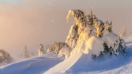 Frozen winter forest deeply covered with snow under the sunlight