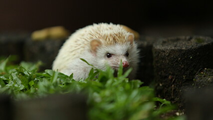 mini hedgehog apricot  © Chaerul