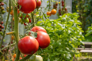 Branches of tomato bushes with bunches of ripe juicy multi-colored tomatoes hanging on cords in a greenhouse