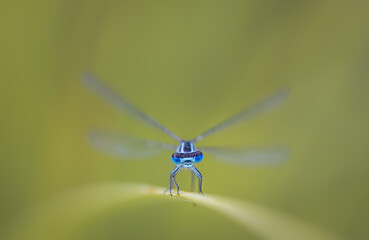 Common blue damselfly head on