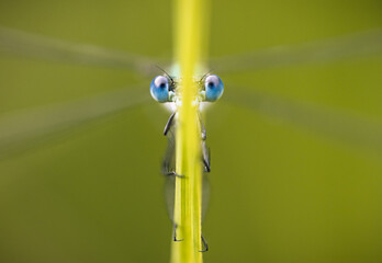 Blue-eyed damsel! Azure Damselfly keeping its eyes out