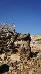 tree trunk rocks   kato koufonisi island Cyclades Greece